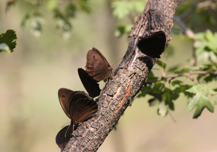 Farfalle succhia-linfa.